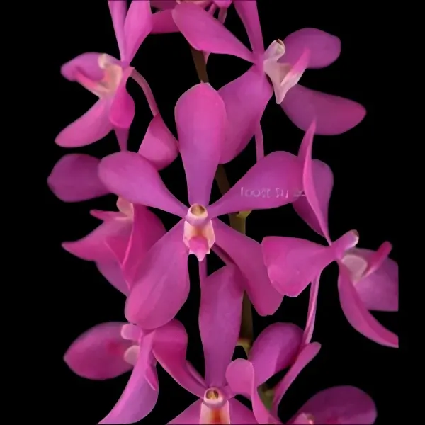 Mokara Calipso (Mokara)