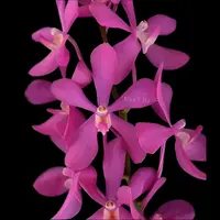 Mokara Orchid Calipso 2 N - Mature Big Top Cutting - Ready To Flower