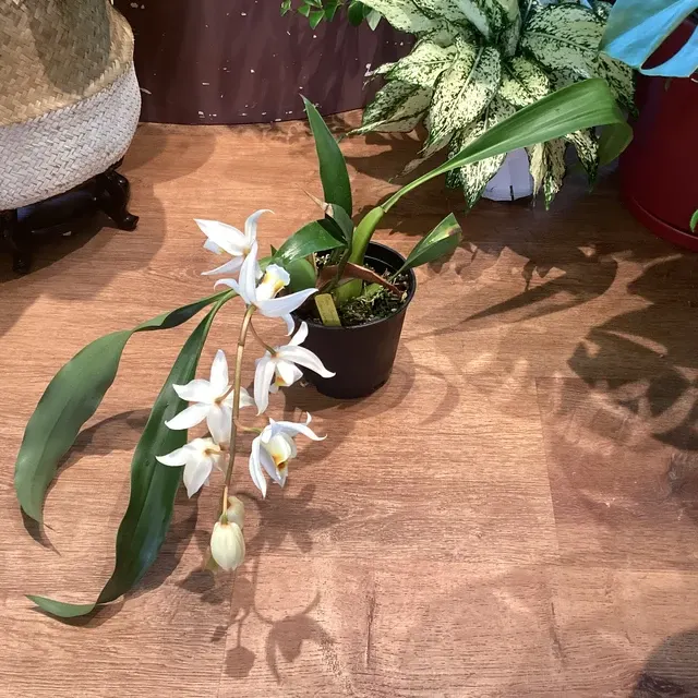 Coelogyne Janine Banks 'Snow White'