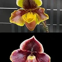 Paphiopedilum Complex type 'Red' × sib 2.5"