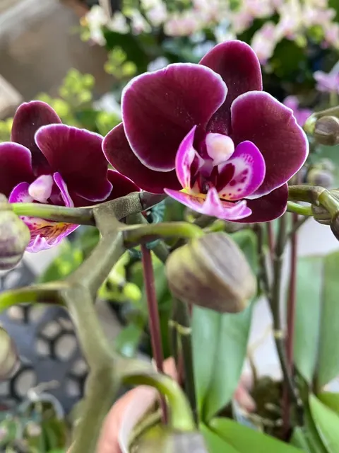 Phalaenopsis Younghome Coco