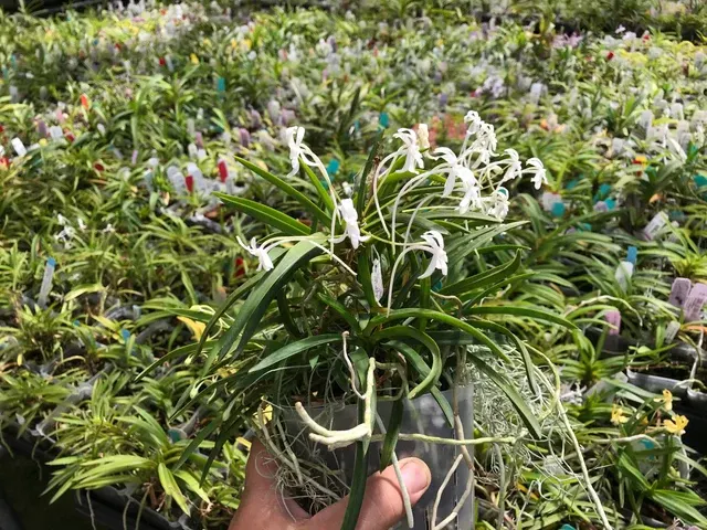 Neofinetia falcata 'Orchid Classics'