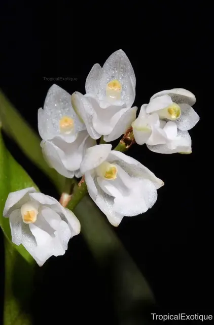 Pholidota roseans (Pholidota)