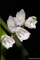 Pholidota roseans
