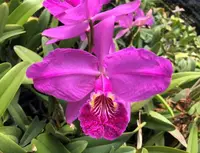 C. lueddemanniana var. rubra (C1661) x sib (C2174) (Cattleya - - lueddemanniana )