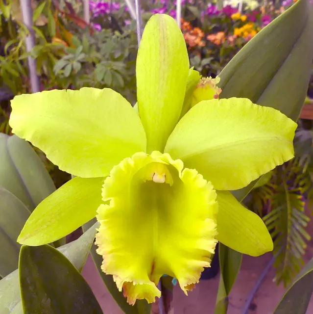 Brassolaeliocattleya Magic Meadow 'Lee' (Brassolaeliocattleya)