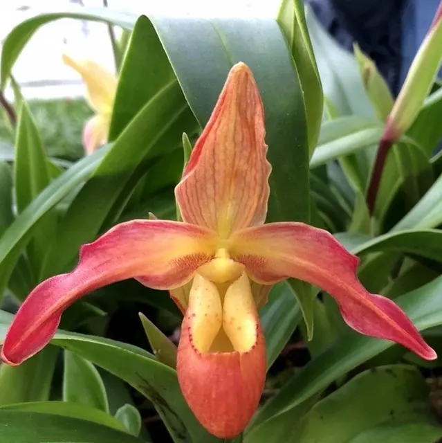 Phragmipedium Longifolium x Saint Ouen