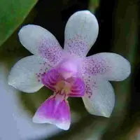 Kingidium deliciosum sp.
