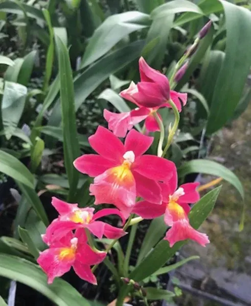 Burrageara Orchid Francine ‘Roseglow’