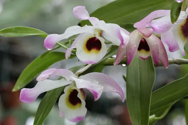 Dendrobium Cybele (Dendrobium)