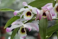 Dendrobium Cybele
