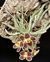 Chiloschista lunifera
