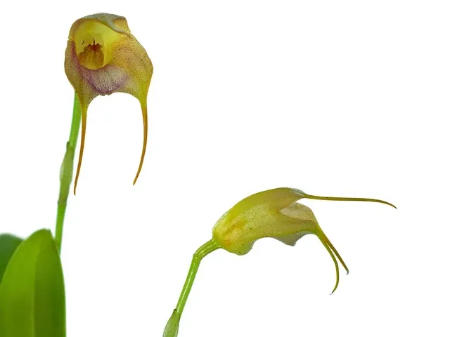 Masdevallia juan-albertoi (Masdevallia)