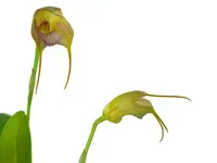 Masdevallia juan-albertoi