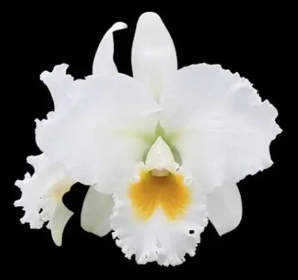 Cattleya Alliance - Cattleya Bob Betts 'The Conqueror'