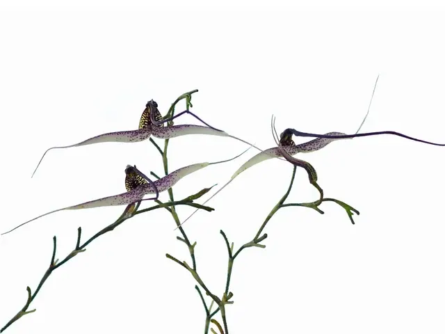 Scaphosepalum Gibberosum
