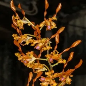 Dendrobium tangerinum sp (Dendrobium)