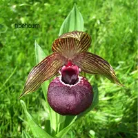 Cypripedium tibeticum