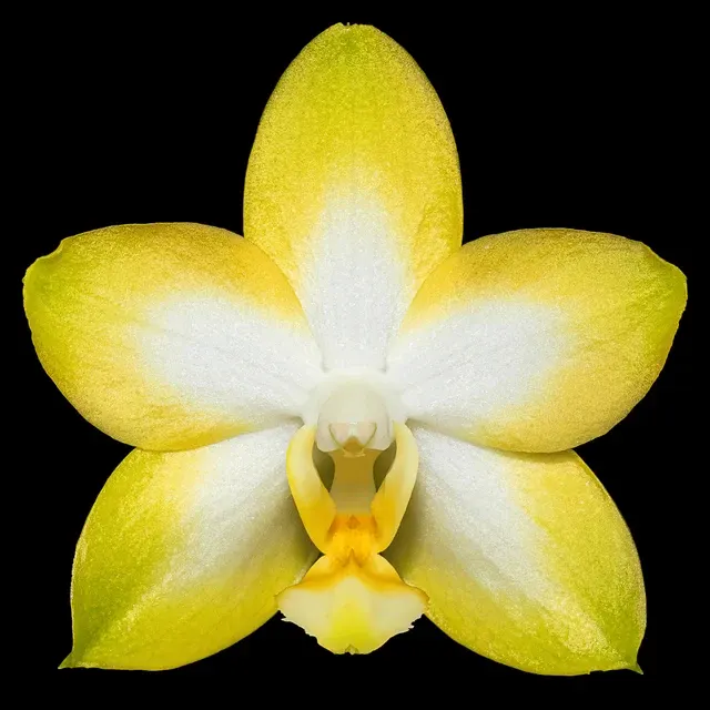 Phalaenopsis Yuan Shan Sweet Girl - Flori Parfumate