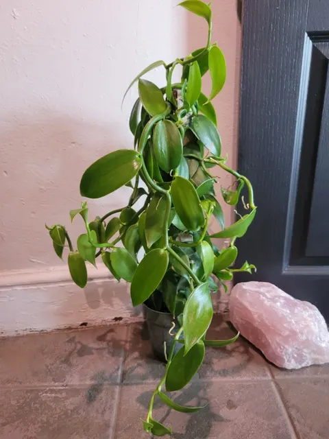 Vanilla Bean Orchid (Vanilla)