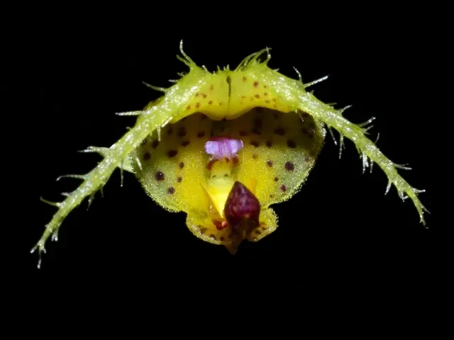 Scaphosepalum fimbriatum (Scaphosepalum)