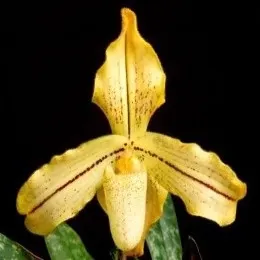 Paphiopedilium concolor var longipetalum sp (Paphiopedilum)