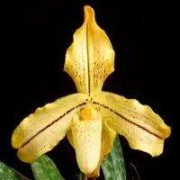 Paphiopedilium concolor var. longipetalum sp. (Multigrowth)
