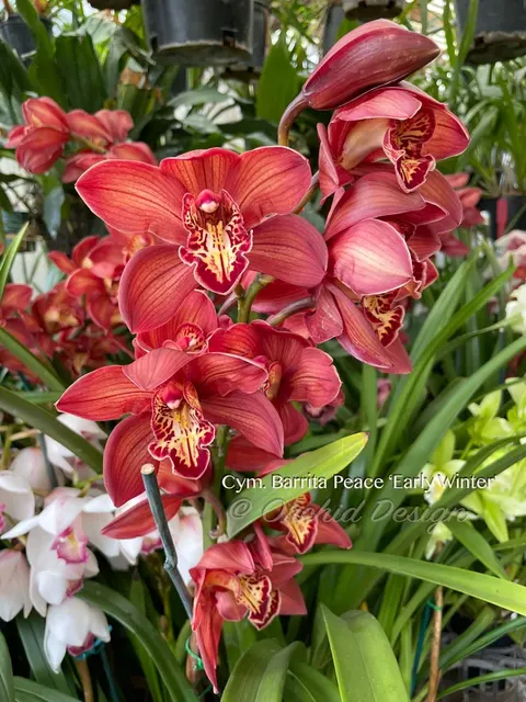 Cymbidium Fire Storm 'Blaze'