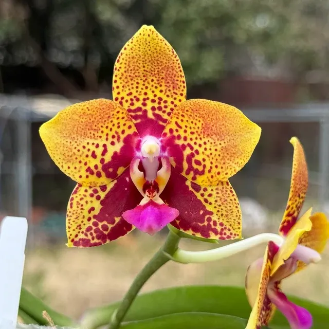 Phalaenopsis Zheng Min Anaconda Spiking 'Wilson' (Phalaenopsis)