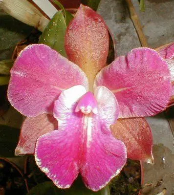 Cattleytonia BRANDI