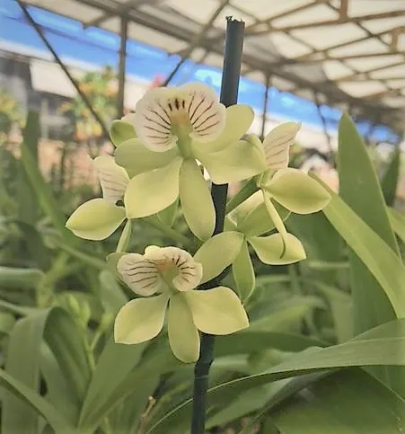 Prosthechea radiata (Prosthechea)