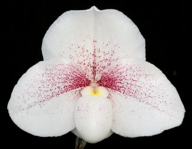 Paphiopedilum Ice King HCC/AOS 'Pink Mist'