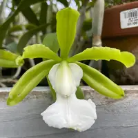 C. aclandiae alba (`Mauna Loa' x sib.) Species Cattleya Orchid Plant 2" Pot