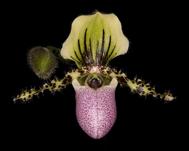Paphiopedilum victoria-reginae syn chamberlainianum (Paphiopedilum)