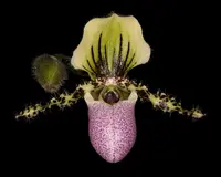 Paphiopedilum victoria-reginae syn chamberlainianum