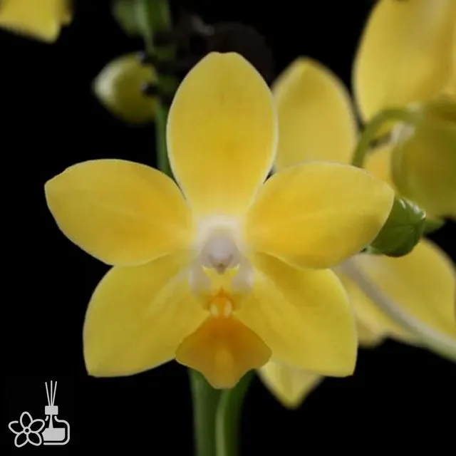 Phalaenopsis I-Hsin Golden Tangerine Ice
