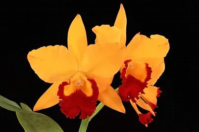 Rhyncattleanthe Hsinying Fancy Gold 'Ching Hua' (Rhyncattleanthe)