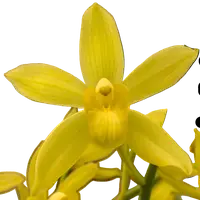 Grammatocymbidium Lovely Melody 'Sweet'