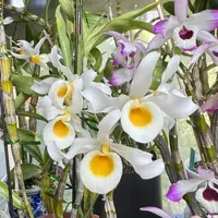 Dendrobium signatum