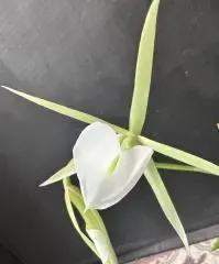 Brassavola nodosa '5113' (Brassavola)