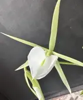 B.Nodosa "5113' x self