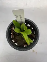 Bulbophyllum thiurum