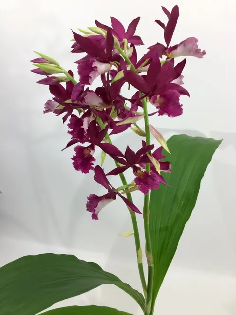 Phaius tankervilleae 'Purple'