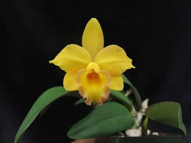 Cattleya Itsy Bitsy 'Diamond Orchdis'