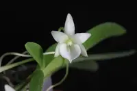 [NEW] Angraecum leonis, Leon's Angraecum, Flat Fan-Shape Leaves