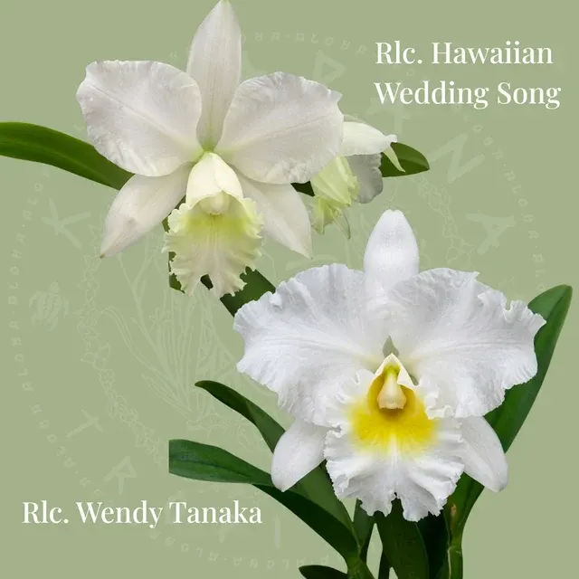 Rhyncholaeliocattleya Wendy Tanaka x Hawaiian Wedding Song (Rhyncholaeliocattleya)