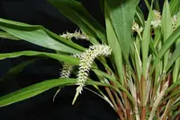 Dendrochilum glumaceum — Raritäten - blühfähige Pflanzen