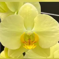 Phalaenopsis Golden Hikari 2.5"