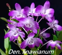 Den. linawianum (DSLW) ( - - linawianum )