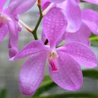 [Bare-root] #VA# Vanda coerulea, pink flowers x sib (MC) [2.4" NBS][Oct in stock 26]